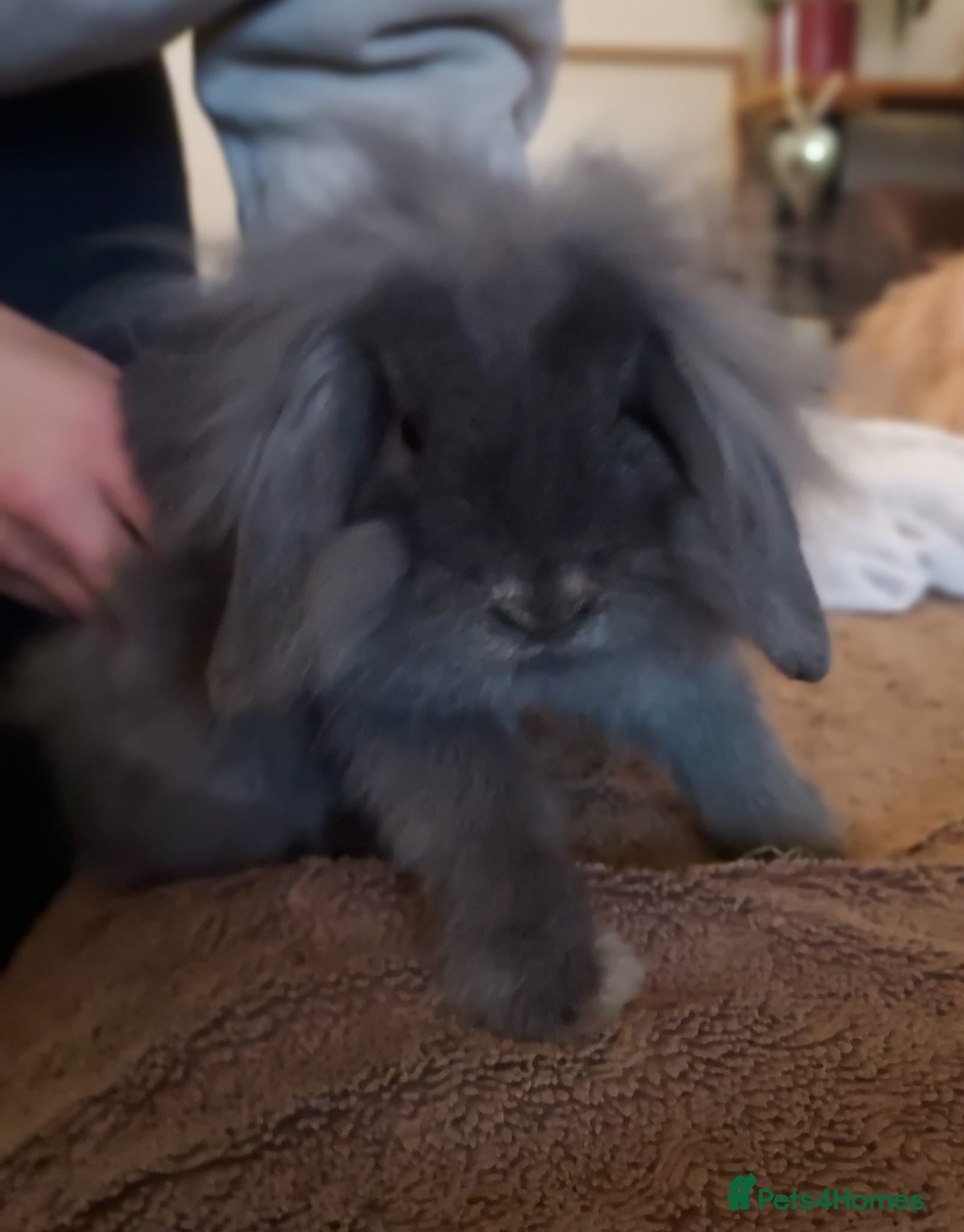 Mixed Breed rabbits Male lol x lion head - Advert 1