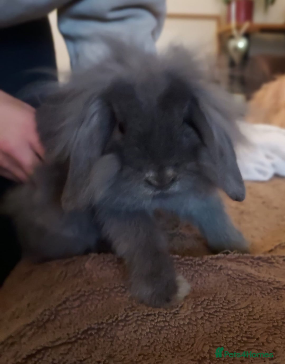 Mixed Breed rabbits for sale: Male lol x lion head - Advert 1