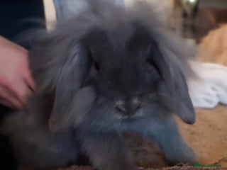 Mixed Breed rabbits Male lol x lion head - Advert 7