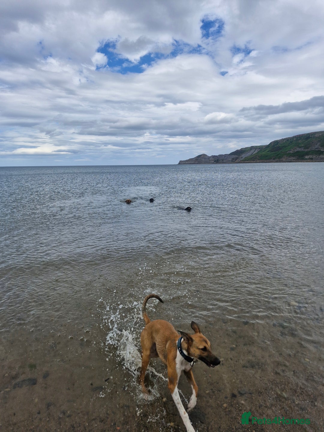 Lurcher dogs for sale: 8 month old Lurcher Puppy - Image 5