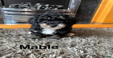 Poochon dogs - Advert 8