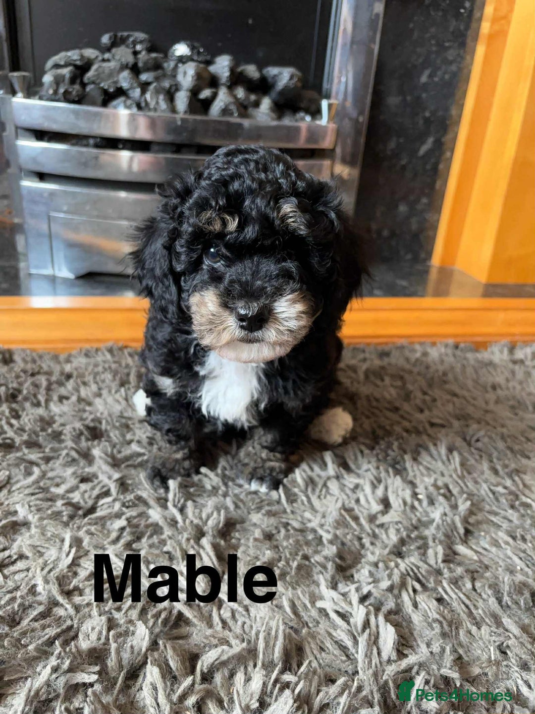 Poochon dogs for sale: 1 poochon girl available ready to leave  - Image 3