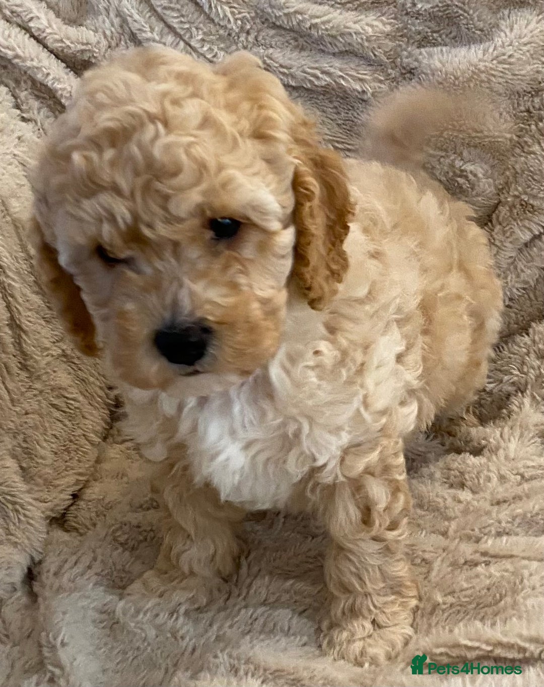 Cavapoo dogs for sale: Gorgeous Teddybear Cavapoo Puppies health checked  - Advert 27