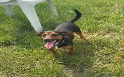 Jack Russell dogs for sale: Minature Jack Russell pups - Image 11