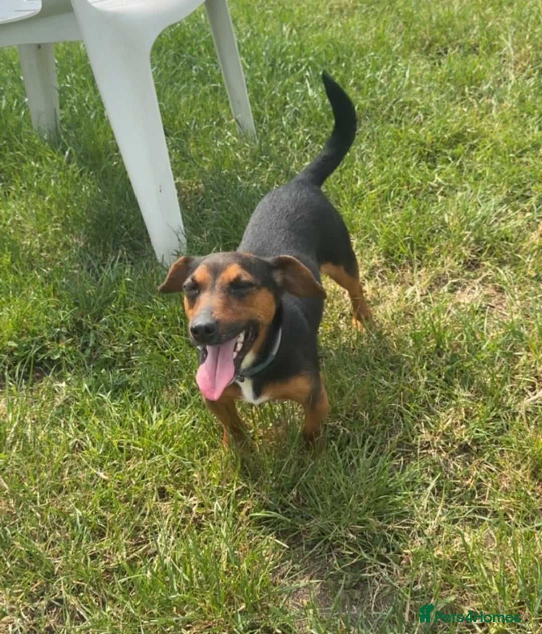 Jack Russell dogs for sale: Minature Jack Russell pups - Image 11