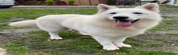 White Swiss Shepherd dogs for stud: Benny fully Health Tested White Swiss Shepherd in Wisbech - Advert 2