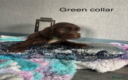 Mixed Breed dogs for sale: Springer spaniel X F1 Cockapoo  - Image 6