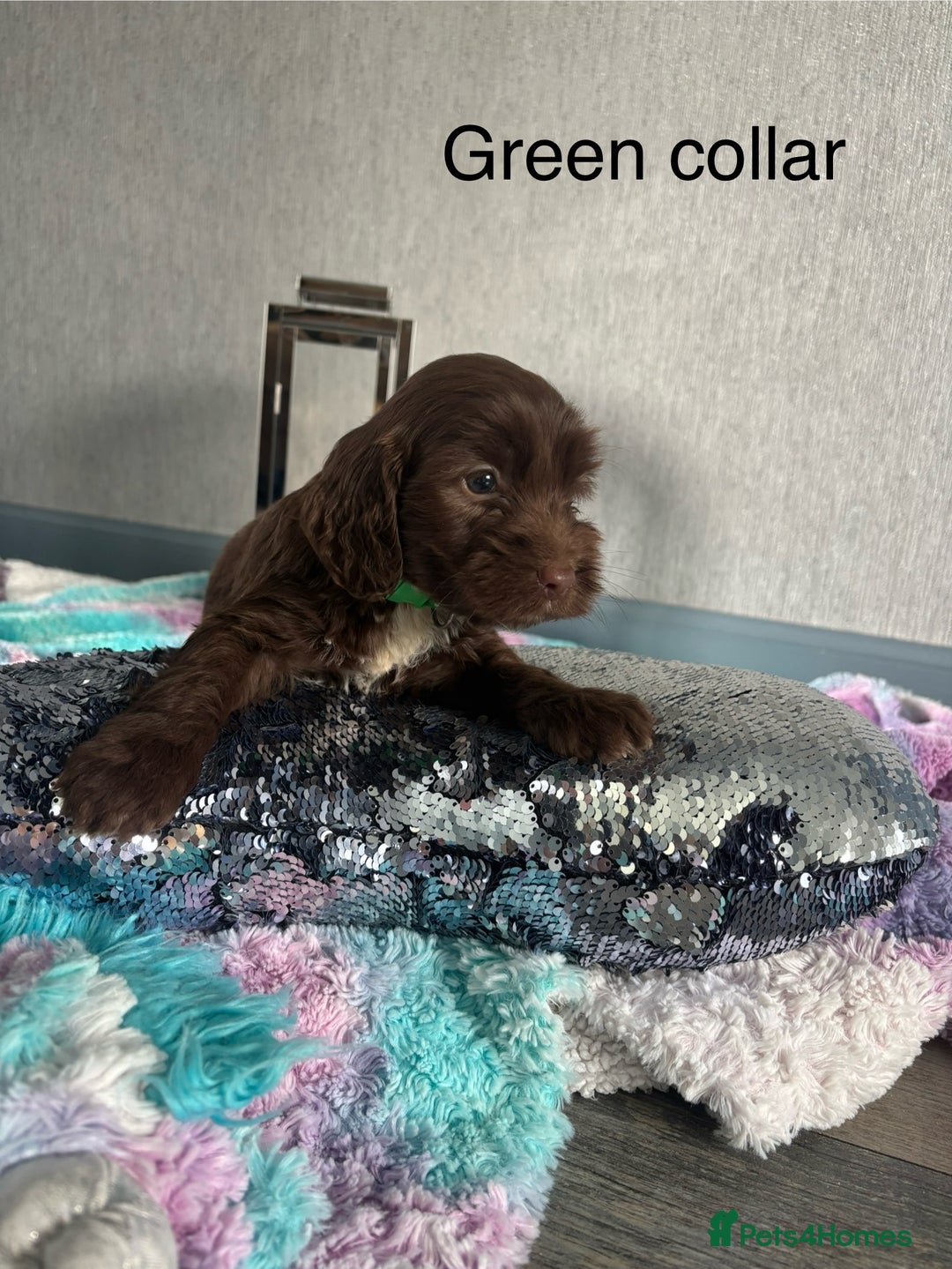 Mixed Breed dogs for sale: Springer spaniel X F1 Cockapoo  - Image 6