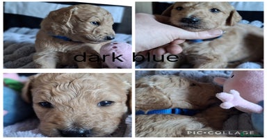 Labradoodle dogs - Advert 5