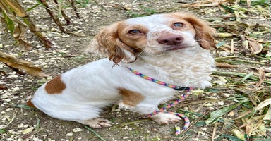 Cocker Spaniel dogs - Advert 7