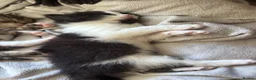 Mixed Breed cats for sale: Kittens  in South Ockendon - Advert 19