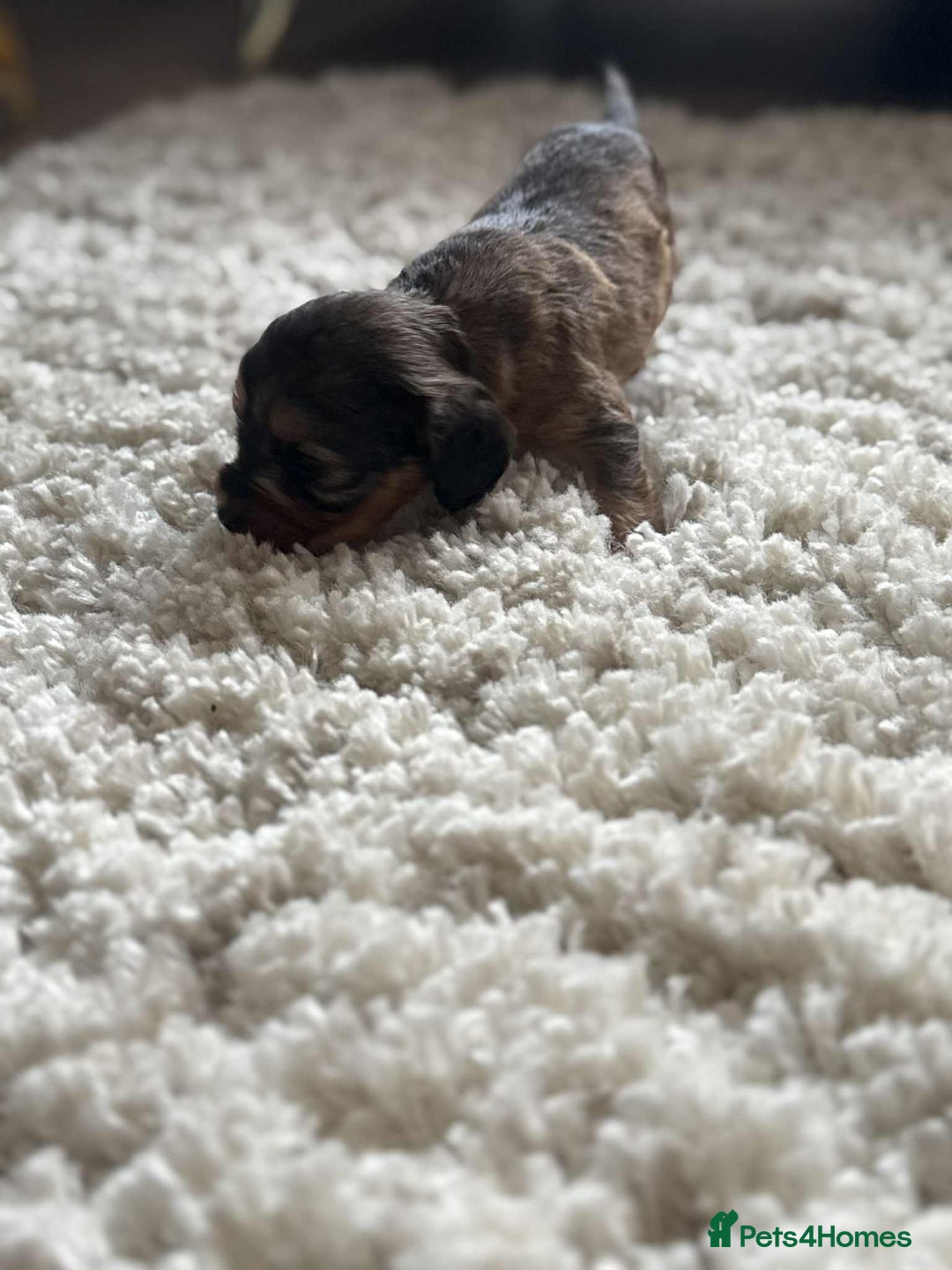 Cockapoo dogs for sale: Cockapoo F1B STUNNING COLOURS 4 available - Advert 7