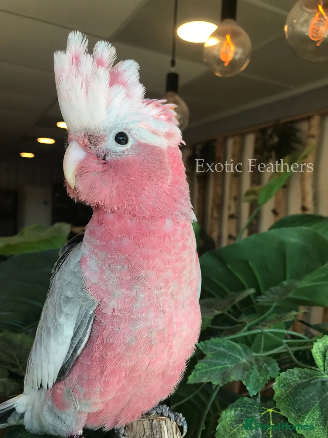 Cockatoo birds for sale: Cuddly Baby Galah Cockatoos For Sale in Bury - Advert 2