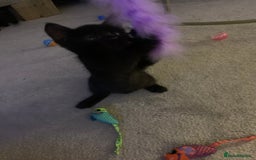 Bombay cats for sale: Kittens - Advert 5