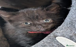 Domestic Shorthair cats for sale: 3 kittens for sale - Image 4