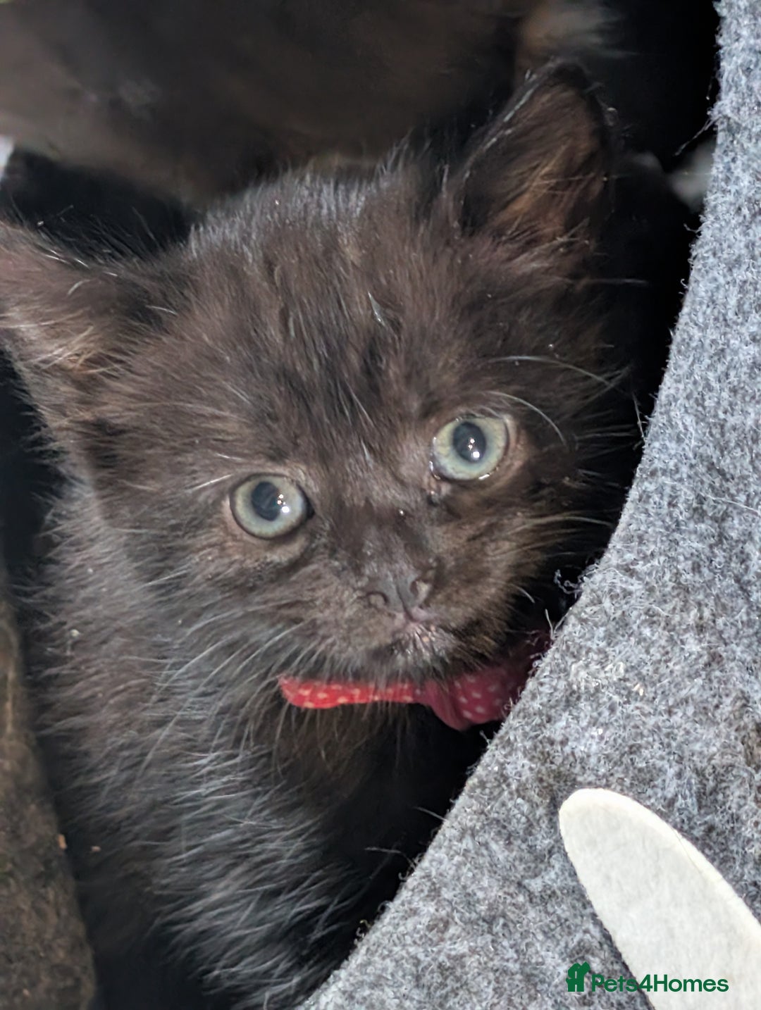 Domestic Shorthair cats for sale: 3 kittens for sale - Image 4