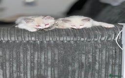 Ragdoll cats for sale: Beautiful Ragdoll kittens - Image 12