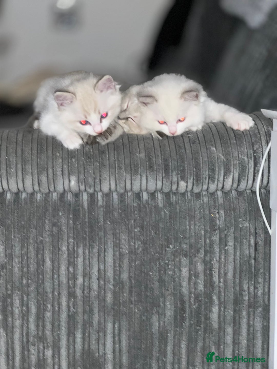 Ragdoll cats for sale: Beautiful Ragdoll kittens - Image 12
