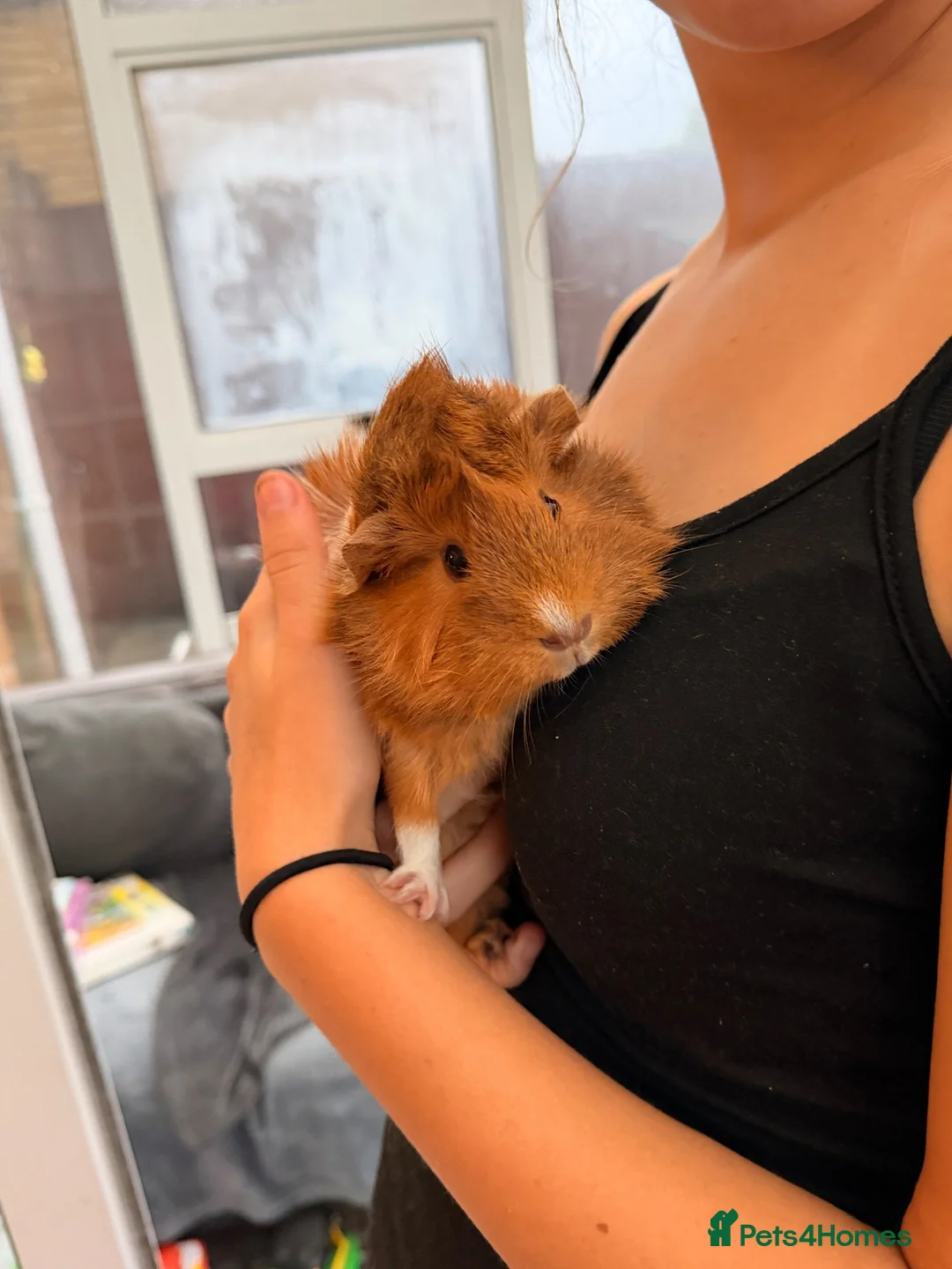 Guinea Pig rodents for sale: Adorable Guinea pigs - looking for a loving home  in Poole - Advert 1