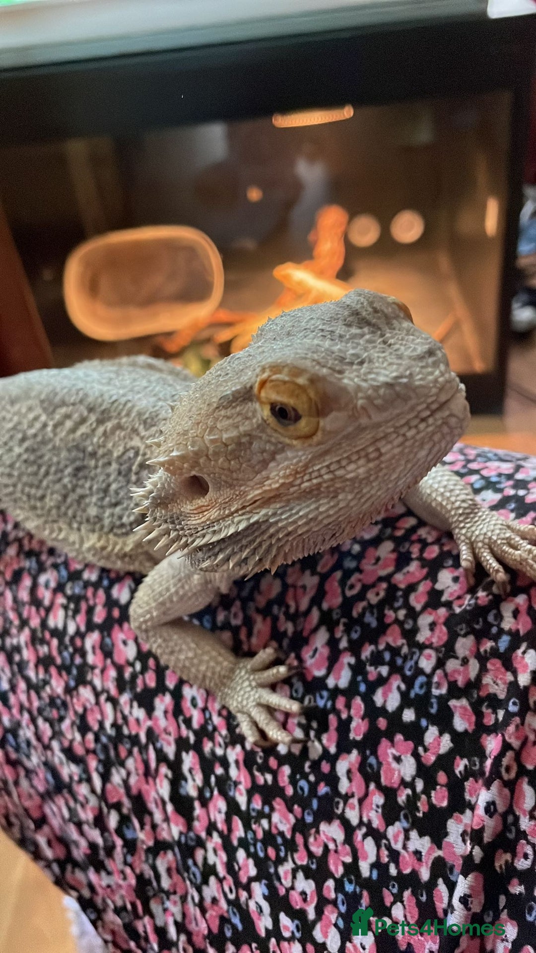 Bearded Dragon reptiles for sale: Male Bearded Dragon - rehome  - Advert 1