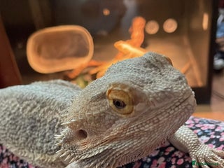 Bearded Dragon reptiles Male Bearded Dragon - rehome - Advert 1