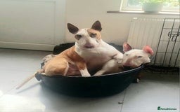 English Bull Terrier dogs for stud: Bull terrier proven stud dog  in Sheffield - Image 11