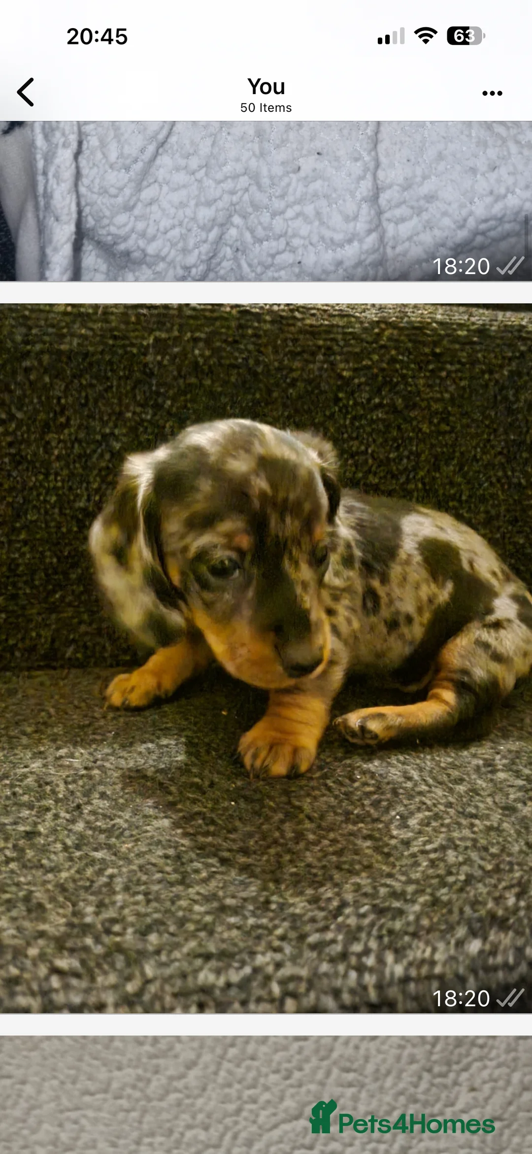 Dachshund dogs for sale: Miniature dachshund puppies 🐶long: smooth hair  - Advert 32
