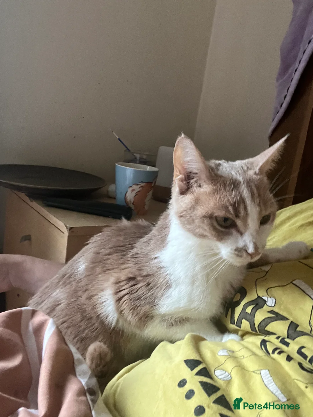 Mixed Breed cats for sale: We Adopt all cats and kittens 🤩 - Advert 2