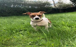 Jack Russell dogs for stud: Looking for a girlfriend  - Image 5