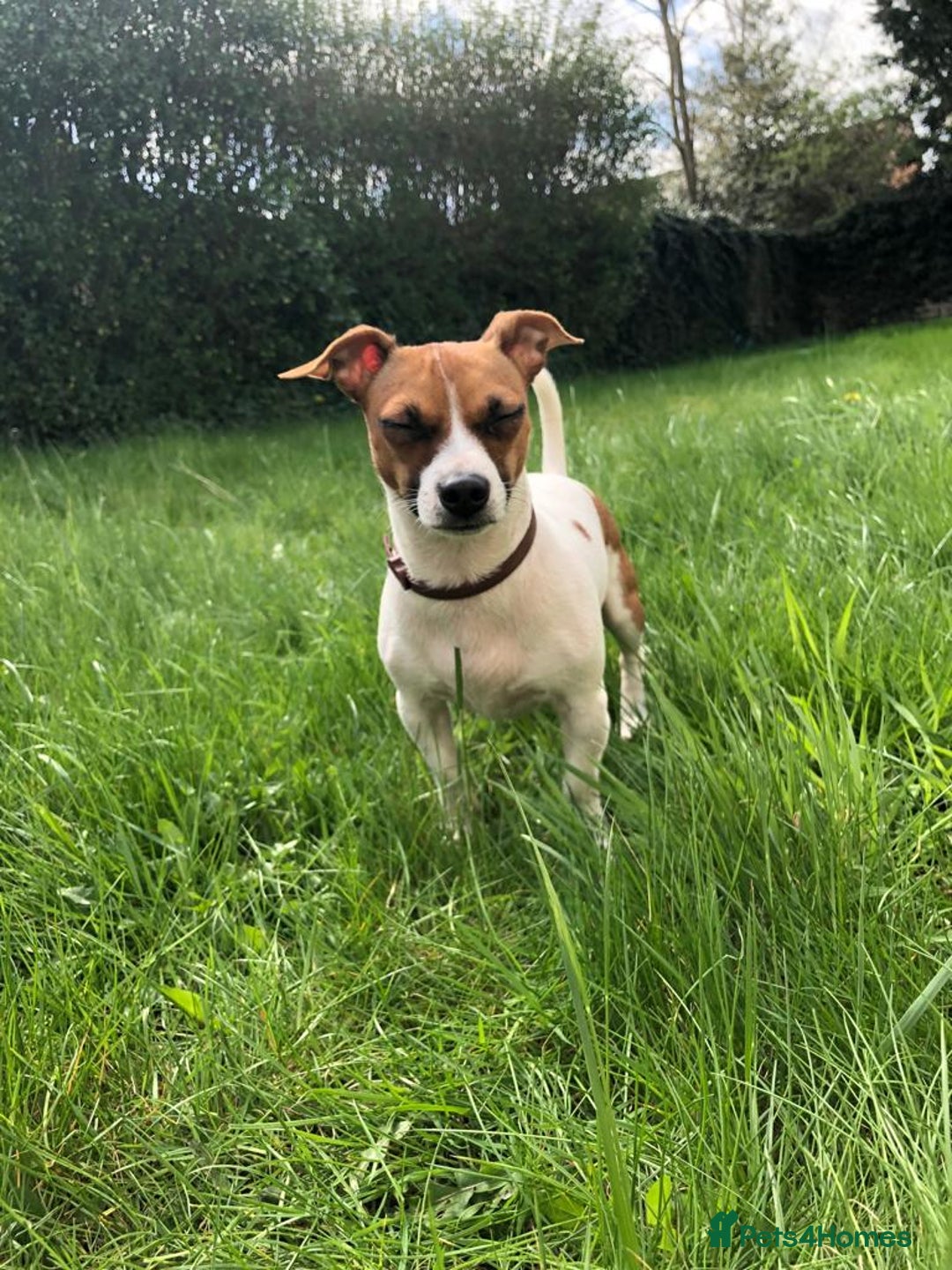 Jack Russell dogs for stud: Looking for a girlfriend  - Image 5