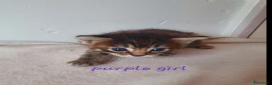 Purple girl