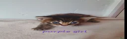 Mixed Breed cats for sale: Litter of 8 kittens , looking for homes. - Advert 8