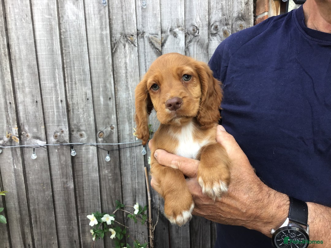 Cocker Spaniel dogs for sale: Cocker Spaniel Puppies  in Loughborough - Image 4
