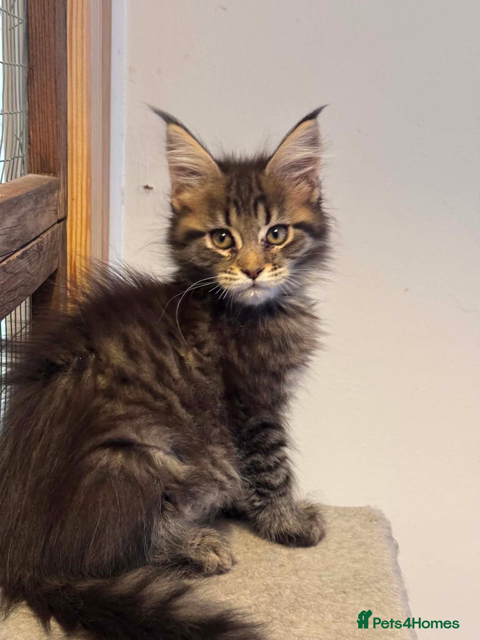 Maine Coon cats Maine coon active females readdy to leave - Advert 14