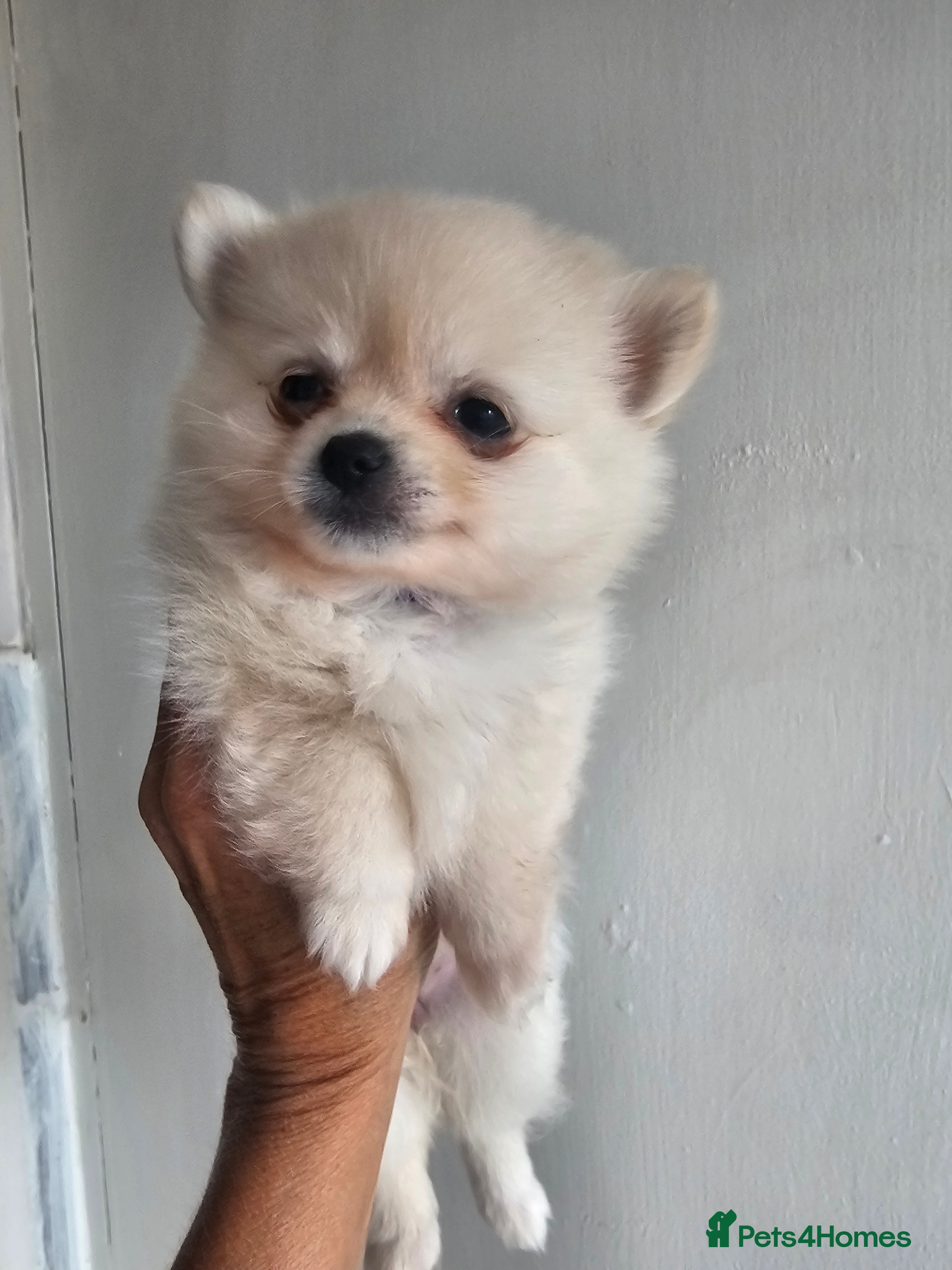 Pomchi dogs for sale: Stunning pomchies - Advert 8