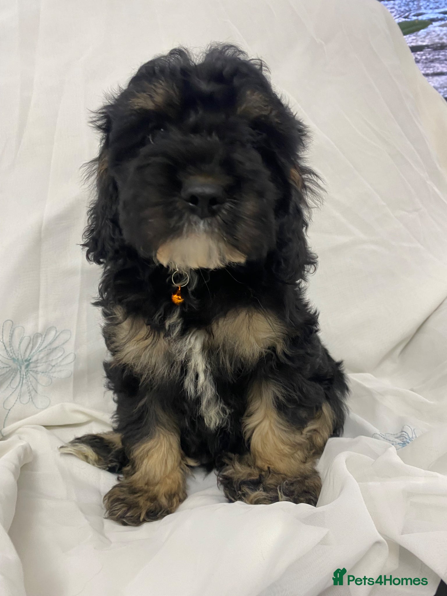 Cavapoo dogs Adorable cavapoos - Advert 2