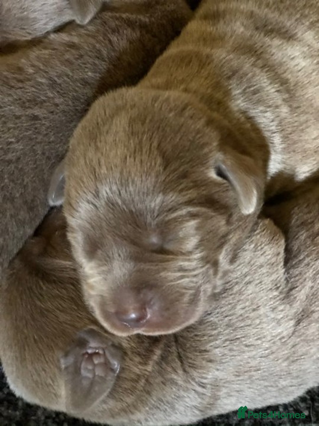 Labrador Retriever dogs for stud: Silver Labrador stud in Ware - Advert 6