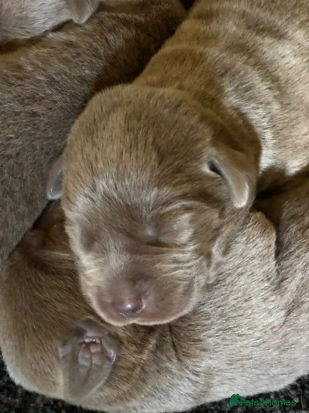 Labrador Retriever dogs for stud: Silver Labrador stud in Ware - Advert 6