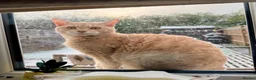 Mixed Breed cats for sale: Maine Coon x Selkirk Rex  - Advert 7