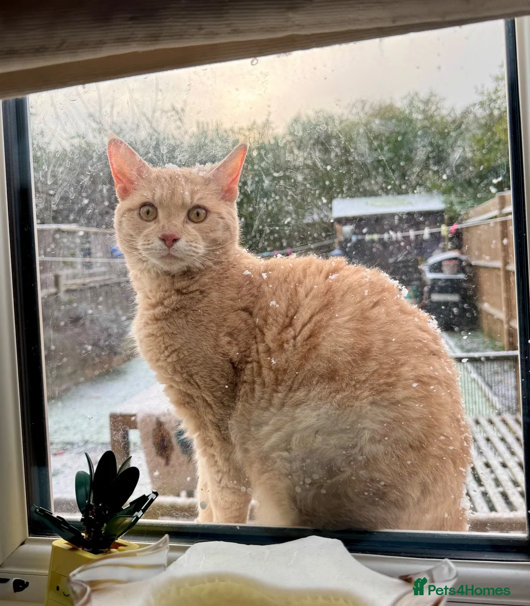 Mixed Breed cats for sale: Maine Coon x Selkirk Rex  - Advert 7