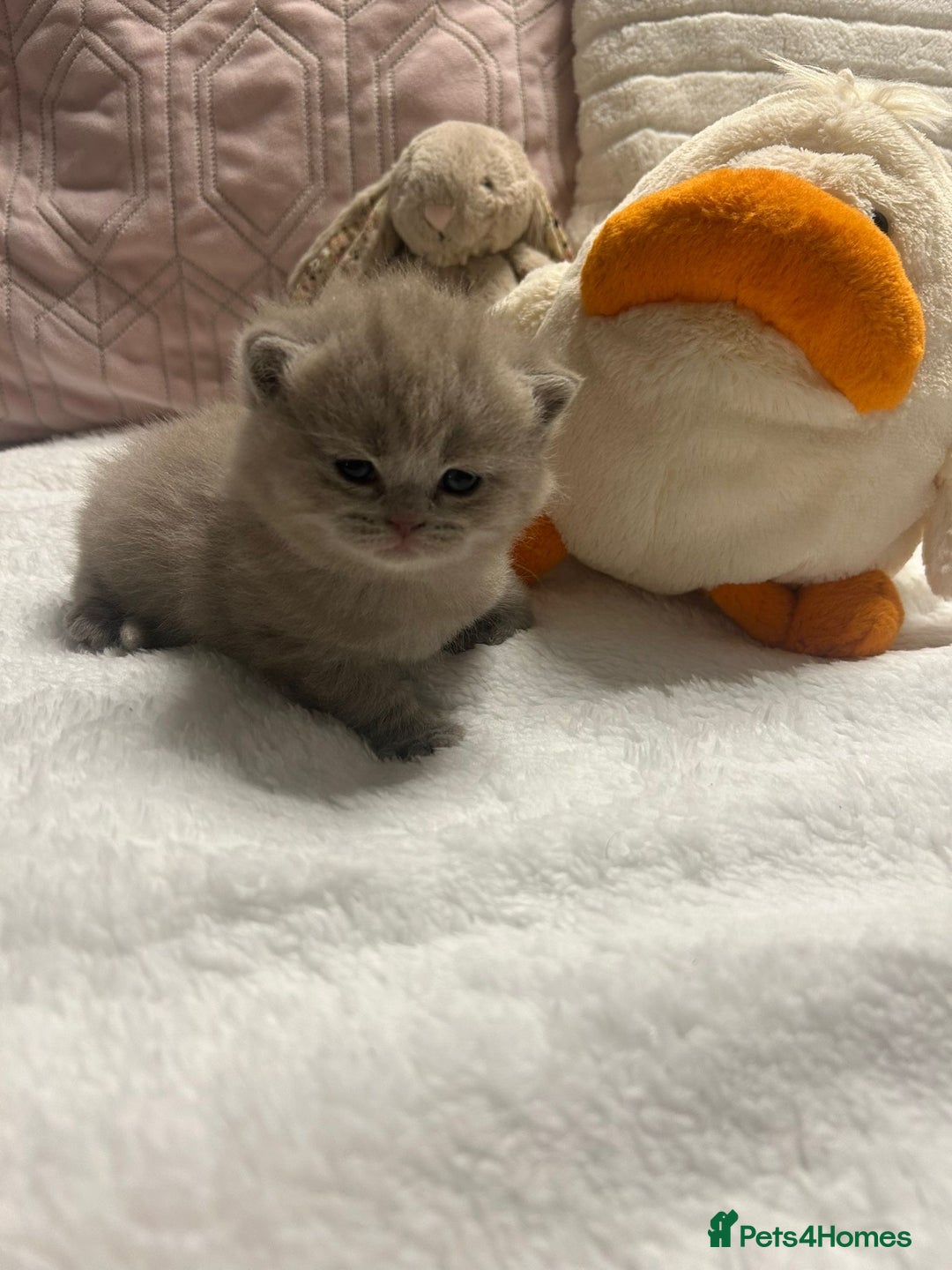 British Shorthair cats for sale: GCCF BRITISH SHORTHAIR KITTENS - Advert 19