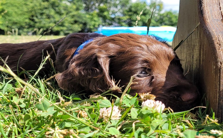 Cocker Spaniel dogs - Advert 4