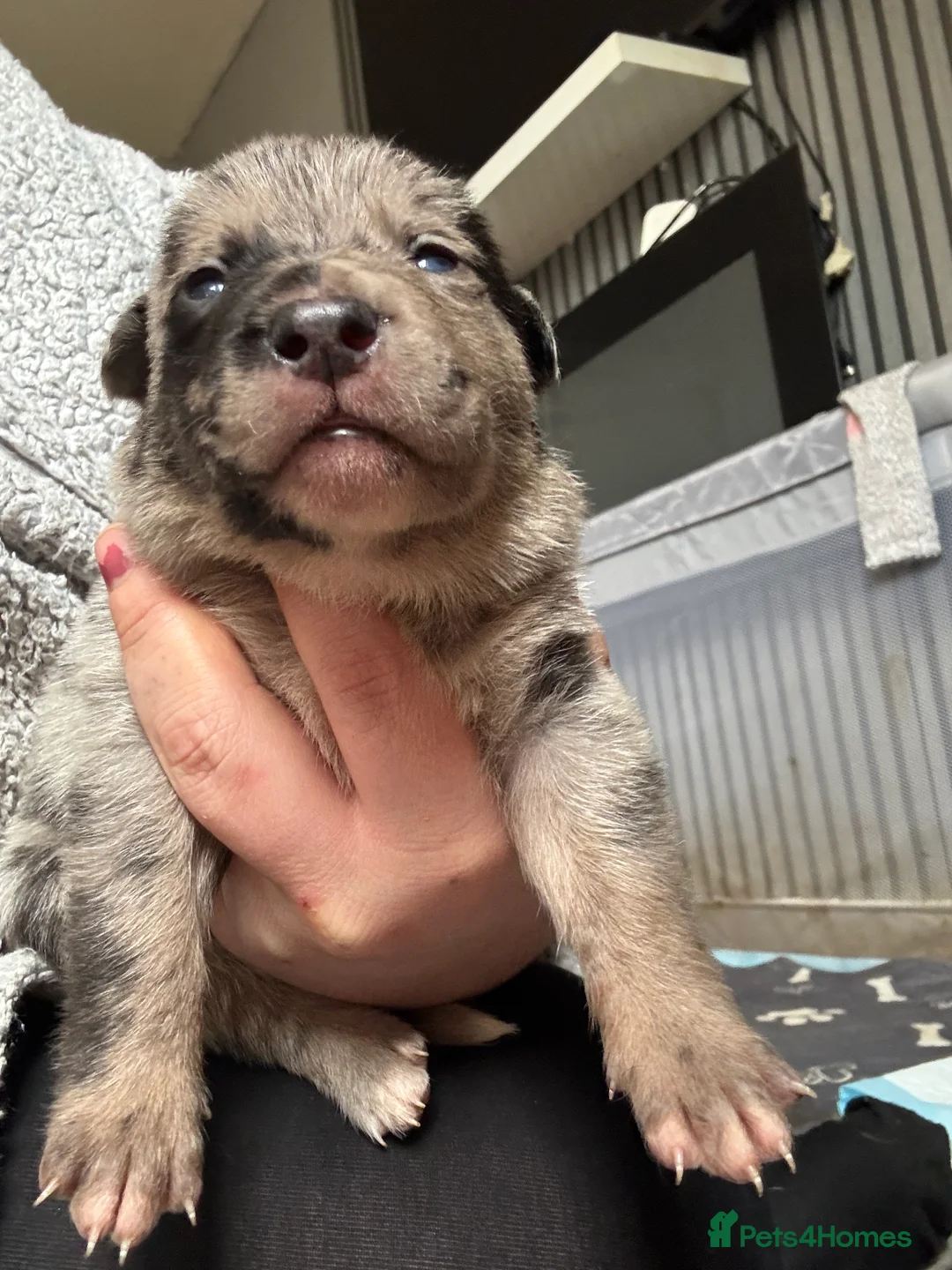 Mixed Breed dogs for sale: Beautiful staffy x German Shepard puppies - Advert 17