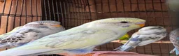 Budgerigars birds for sale: Budgies for sale  - Advert 5