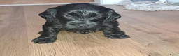 Cockapoo dogs for sale: Beautiful cockapoo puppies  - Advert 4