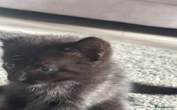 Mixed Breed cats for sale: Beautiful kittens  - Image 8