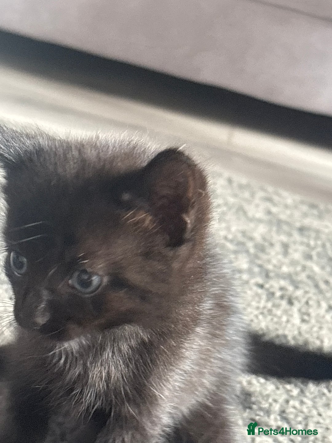 Mixed Breed cats for sale: Beautiful kittens  - Image 8