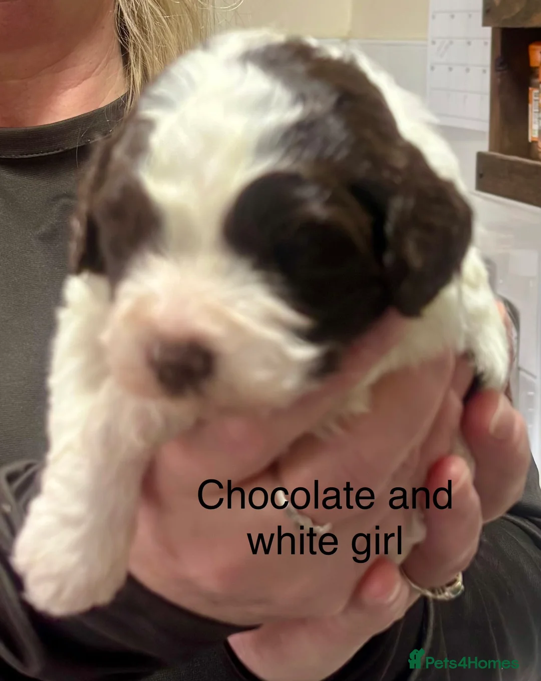 Cockapoo dogs for sale: Cockerpoo puppies  - Advert 23