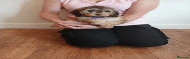 Cockapoo 9