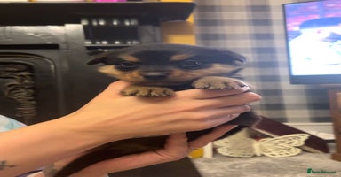 Mixed Breed dogs - Advert 6